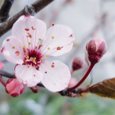 La Fleur de Prunier, Un Élan Vibrant de Vie en Mille Couleurs !